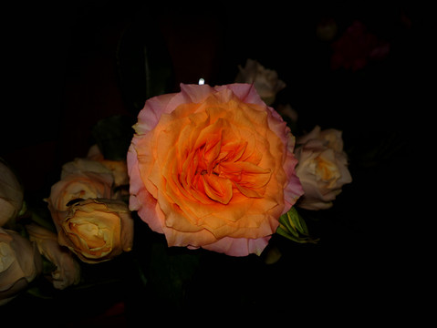 月季花