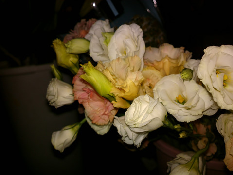 月季花