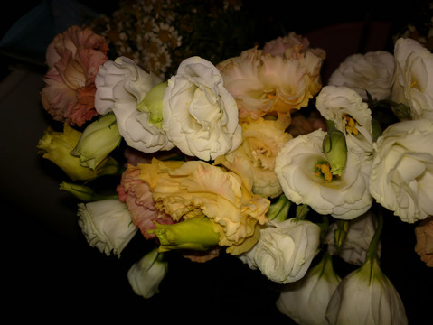 月季花