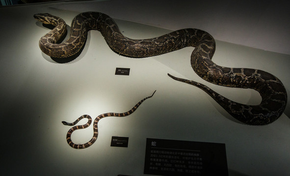 蟒蛇标本