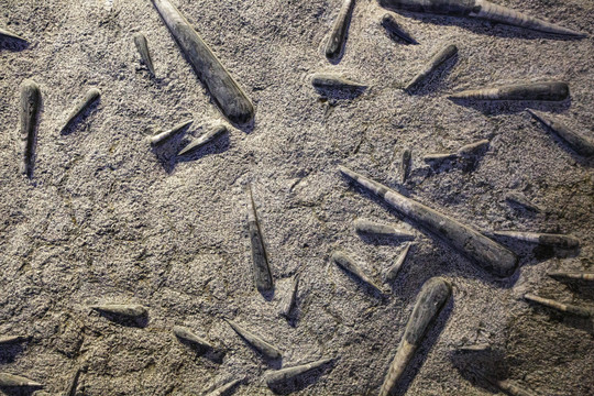 贝类化石