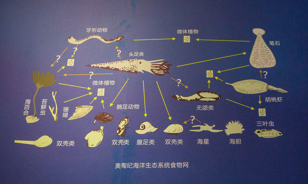 海洋生物