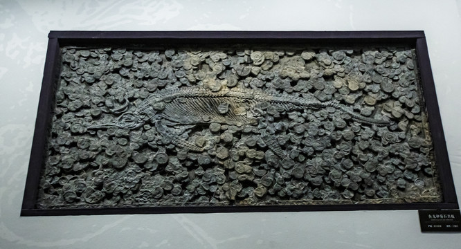鱼类化石标本