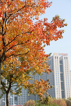秋天城市的红叶