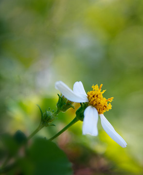 不起眼的小花