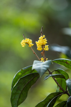 干净背景下桂花桂花