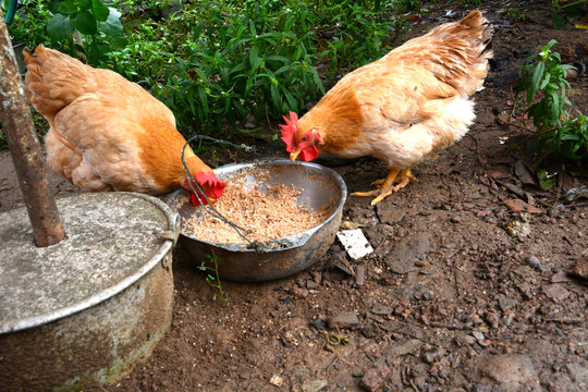 农村散养小母鸡