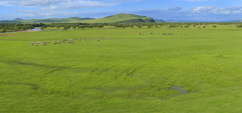 草原夏季羊群牛群牧场大横幅