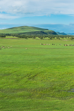 夏季草原牧场牛群羊群