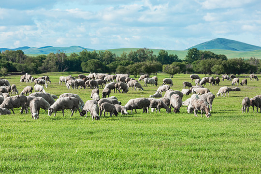 夏季草原羊群吃草