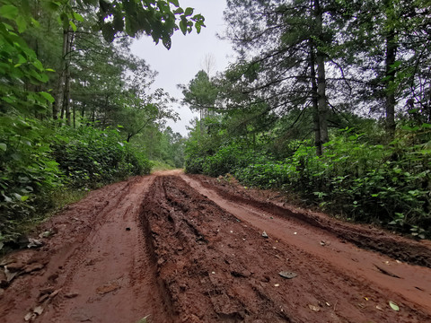 林区道路