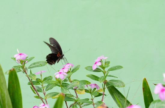 蝶恋花