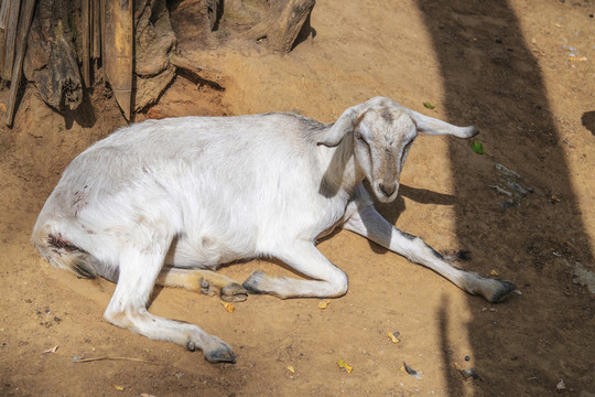 一只卧着杂白色的大耳朵山羊
