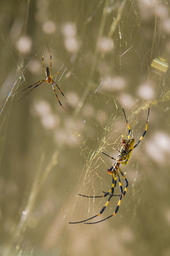 一只蜘蛛女郎与一只小蜘蛛