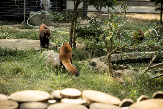 小熊猫