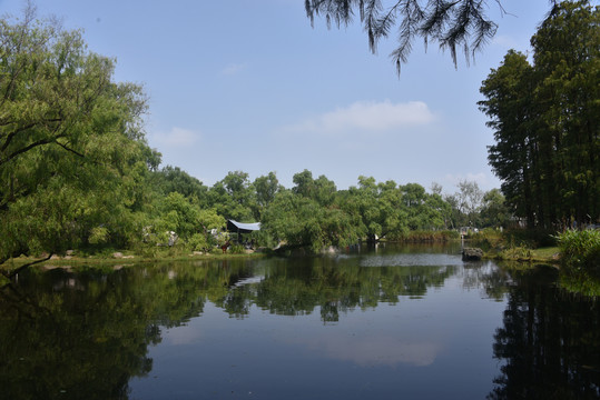 共青森林公园一景