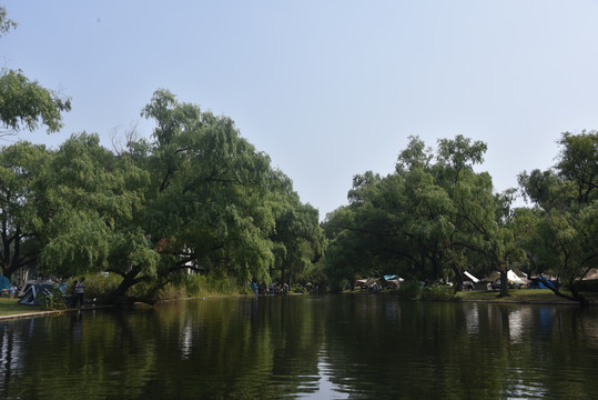 共青森林公园一景