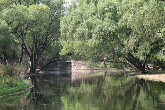 共青森林公园一景