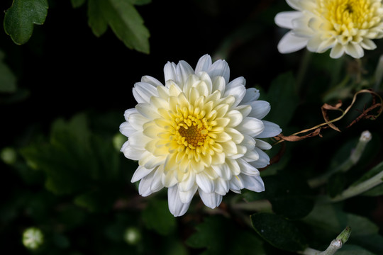 白色菊花特写