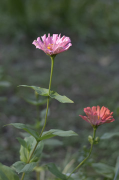 粉红色的百日菊