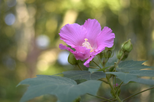 粉色的木芙蓉