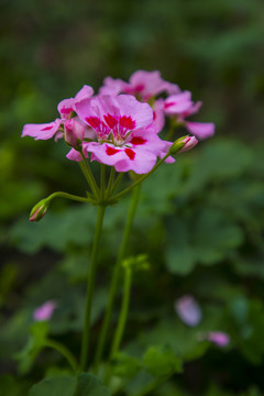 鲜花