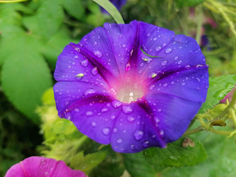 雨后的牵牛花