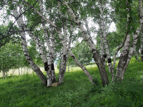 夏日白桦树