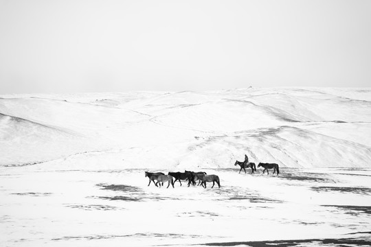 雪原上的马