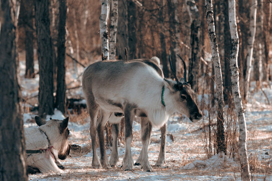 冬季森林积雪麋鹿