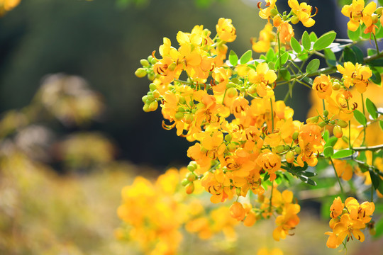 黄色决明花