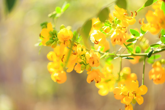 黄色决明花