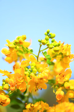 黄色决明花