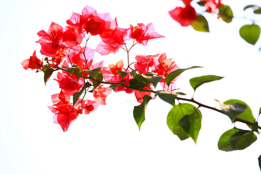 叶子花