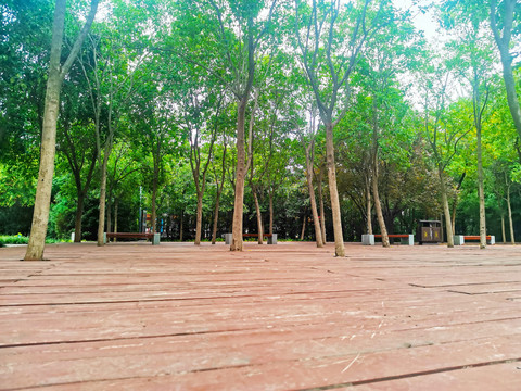橡胶树林
