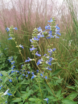 蓝花鼠尾草