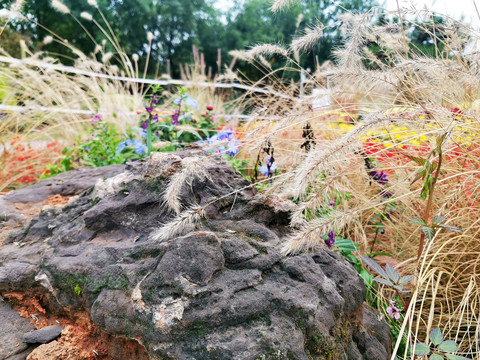 芦苇石头