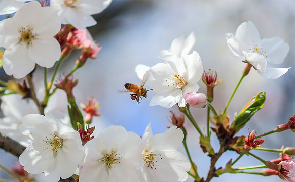 蜜蜂和花卉