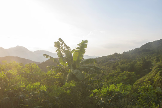 山区植物逆光风光