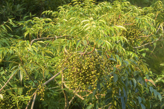 染山红