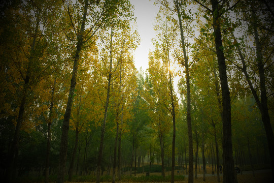 秋树林