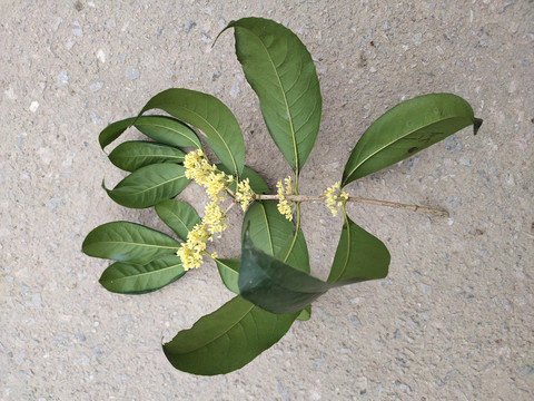 桂花特写