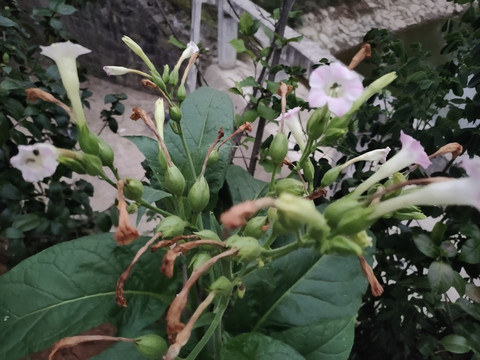 烟草花特写