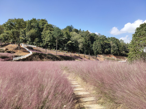 粉黛花与小路