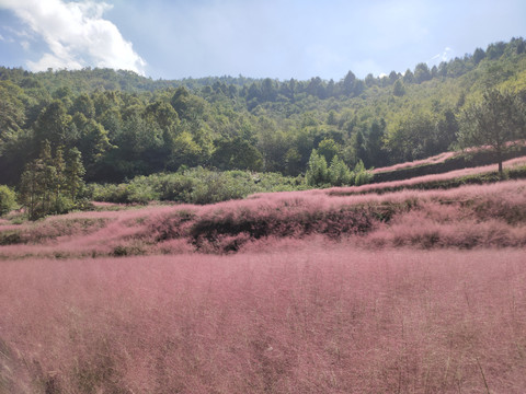 深山里的粉黛花