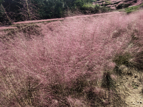 粉黛花特写