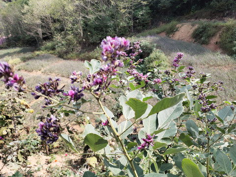 盛开的胡枝子花