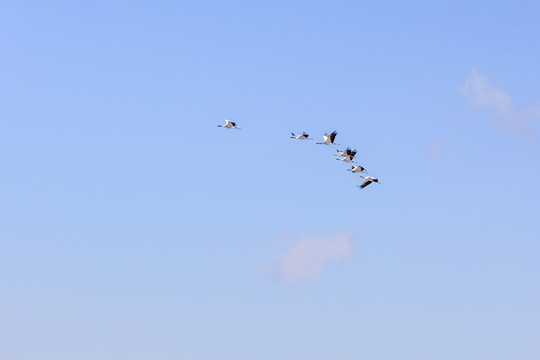 蓝天白云一群飞翔黑颈鹤