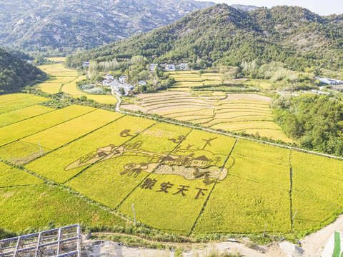 秋天田野秋收稻谷稻田稻田画