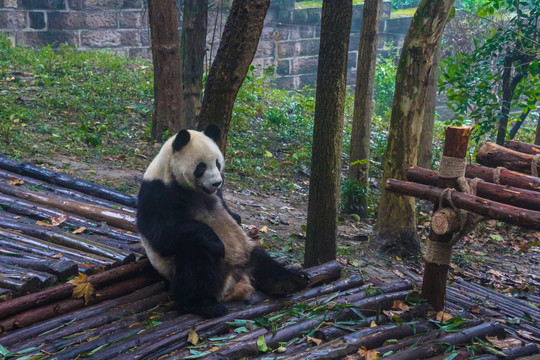 大熊猫繁育基地